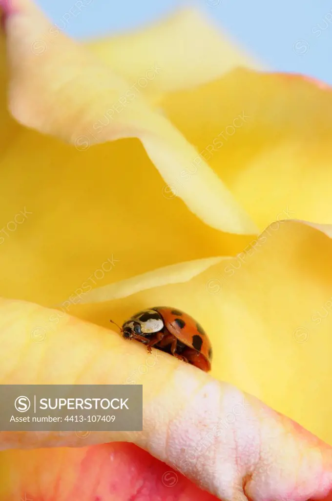 Ladybug to 7 points on flower Rose Normandy France