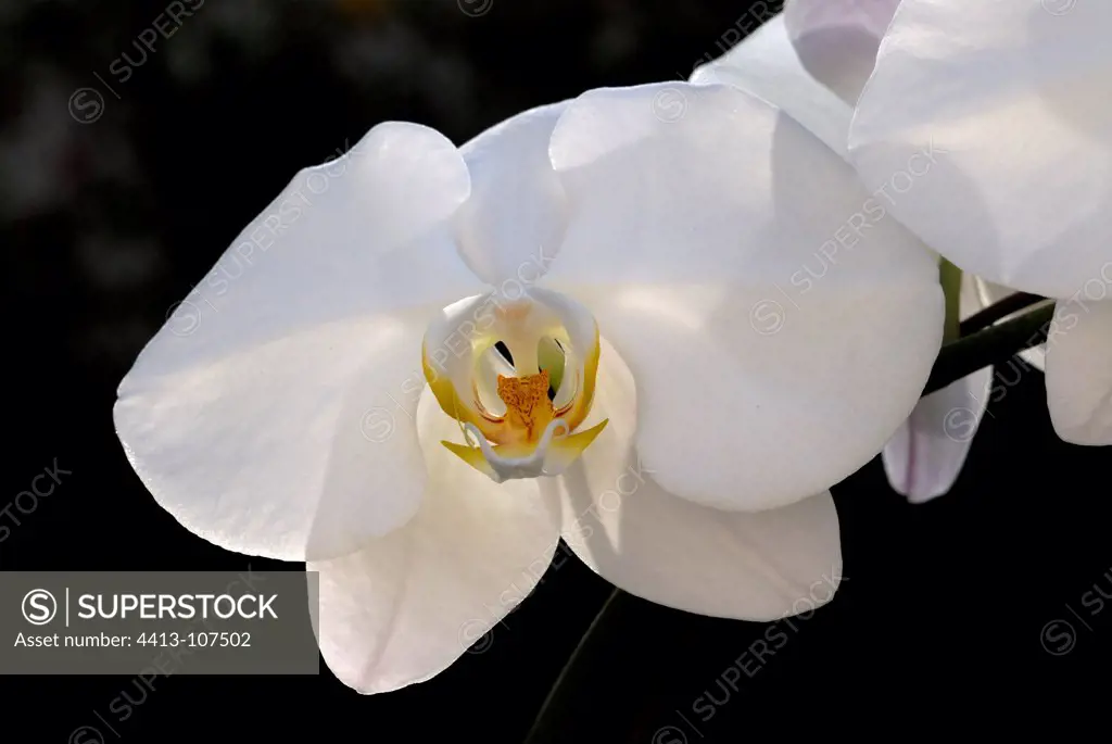 White flower of the orchid butterfly