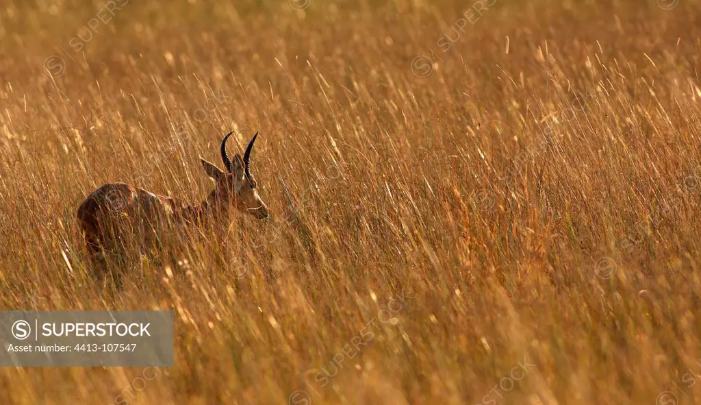 Reedbuck in the tall grass Jao Island OkavangoBotswana