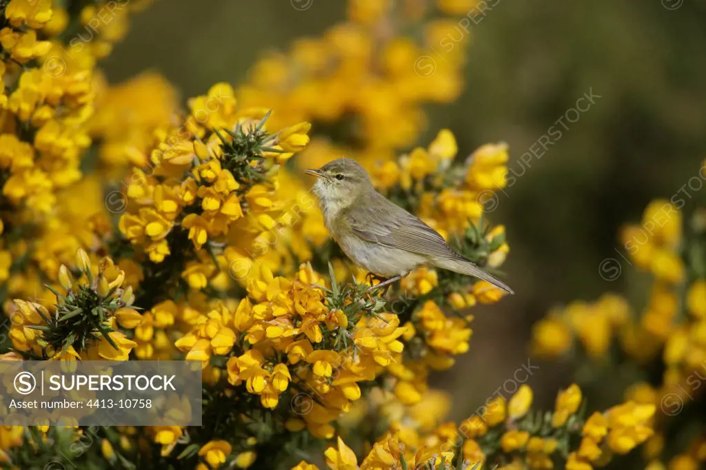 Willow warbler on a shrub in blossom United-Kingdom