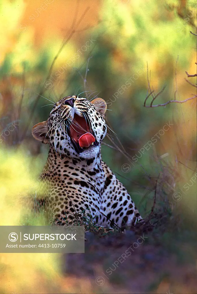 Leopard yawning Masaï Mara Kenya