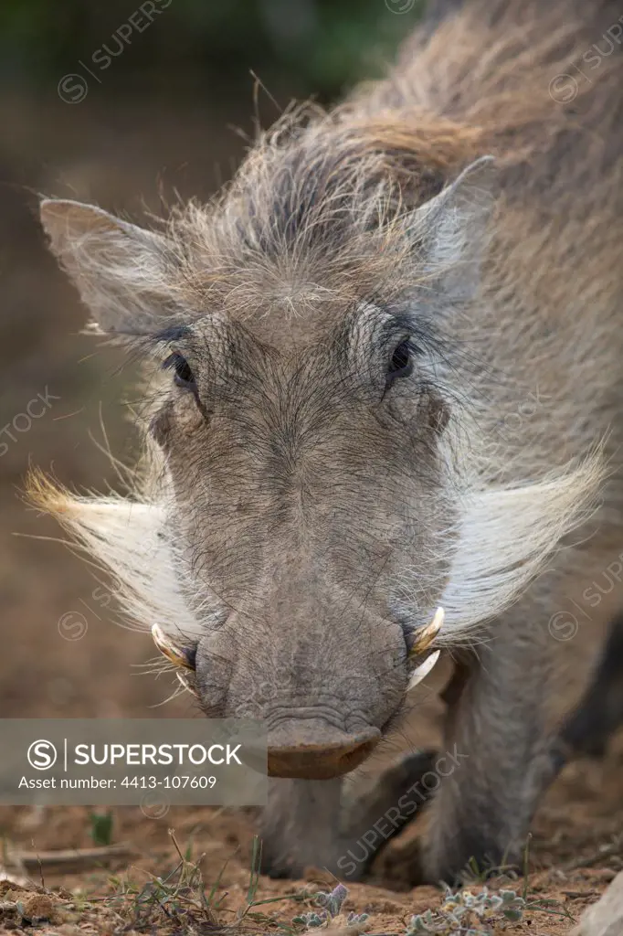 Portrait of a Common Warthog and mustache South africa