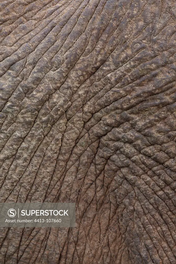 Close-up of the eye of a Elephant Addo Elephant NP RSA