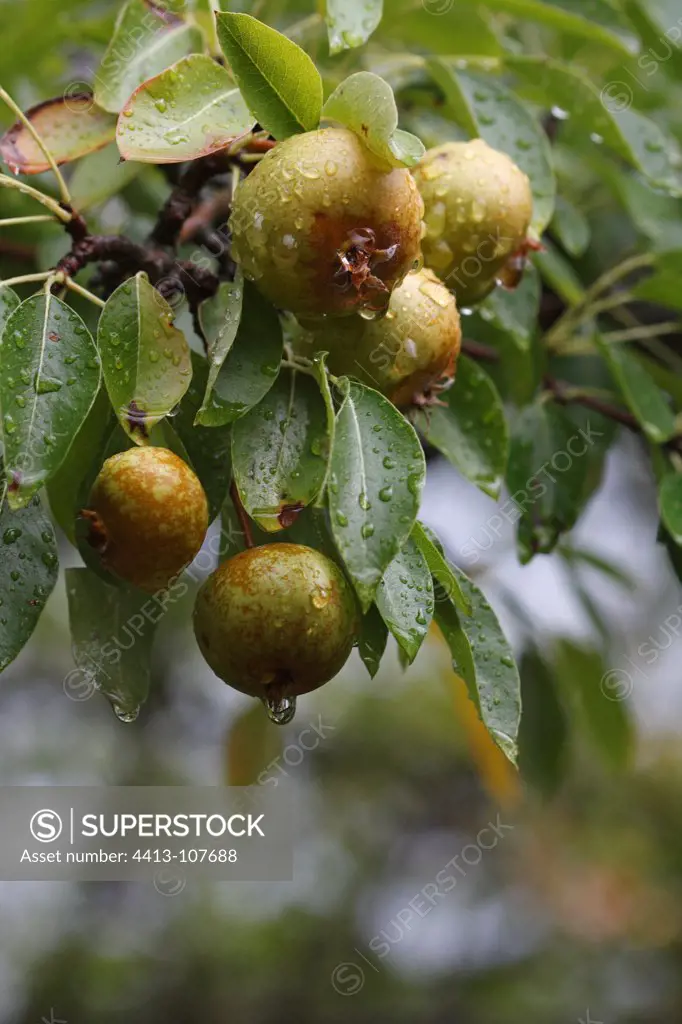 Wild pear in the rain Corsica France
