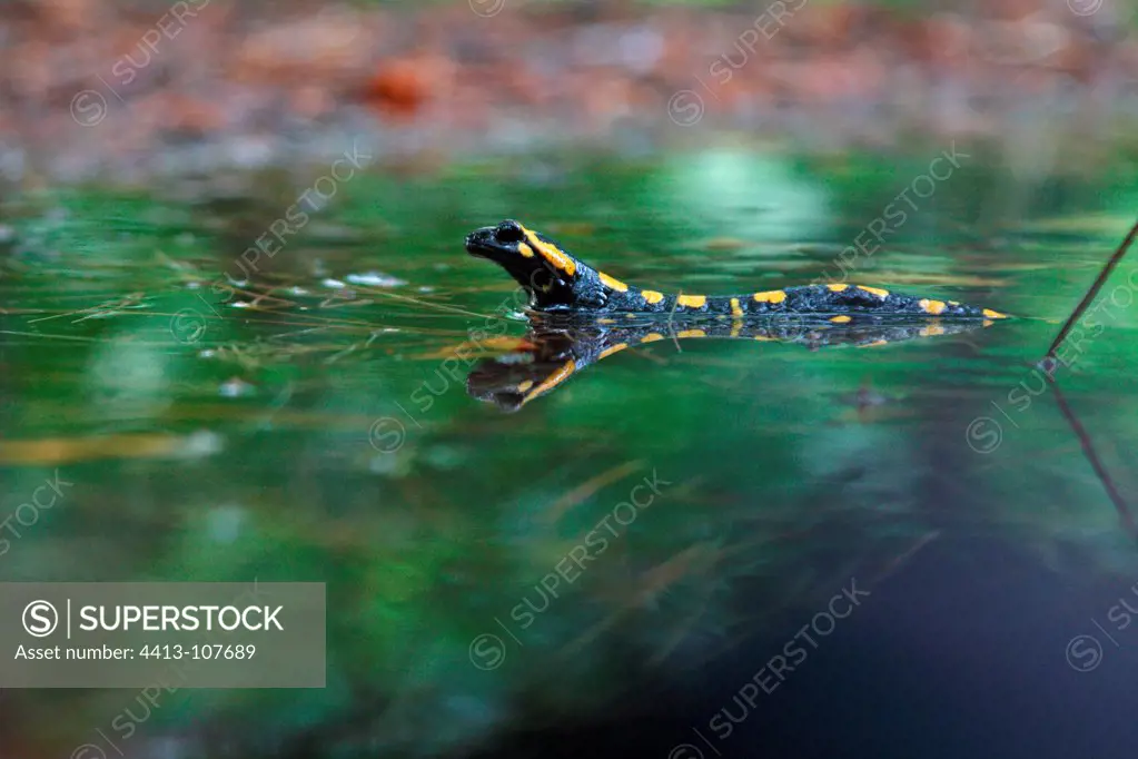 Corsican fire salamander in the rain Corsica France