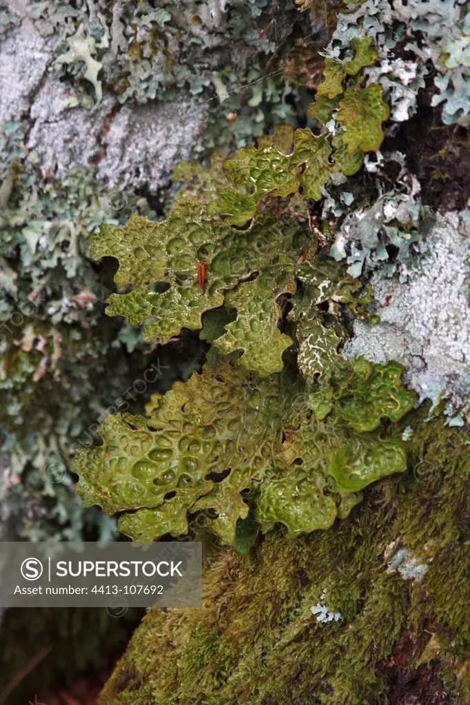 Pulmonary Lichen on trunk Forest of Saint-Antoine Corsica