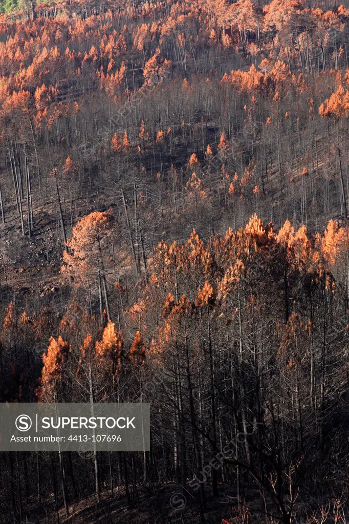 Burned Valle Male Forest after fire Corsica France