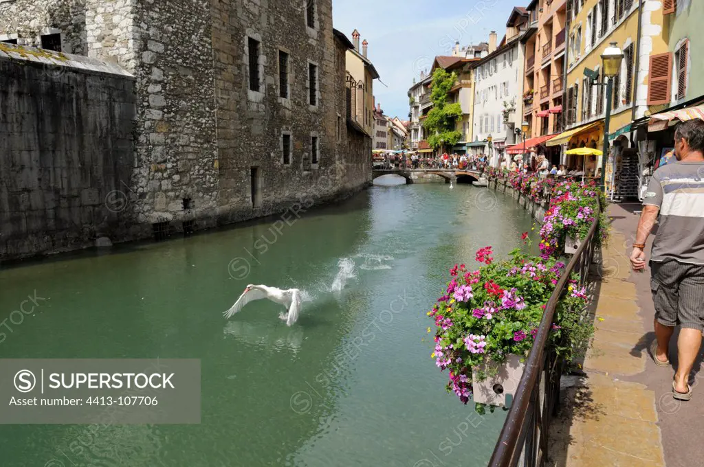 Swan taking off from Thioul Old Annecy Haute-Savoie France