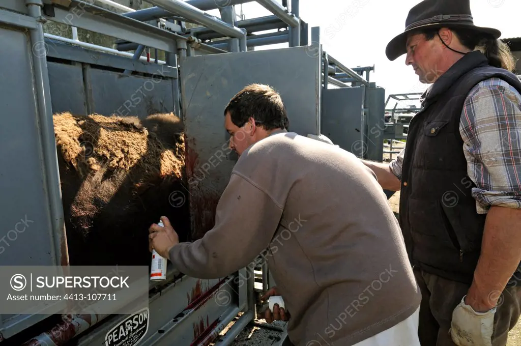 American bison male care in a cage France
