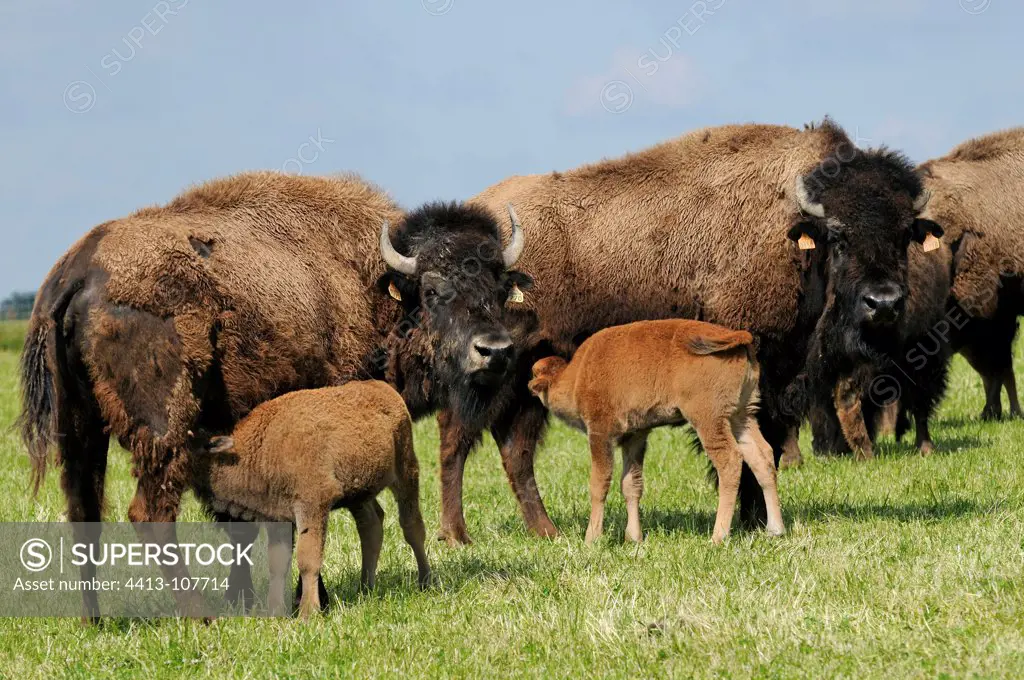American bison female and calf Bison Ranch France