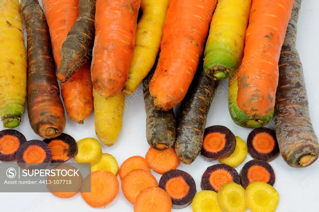Carrots 'jaune du Doubs' 'des sables de Bretagne' 'Violette'