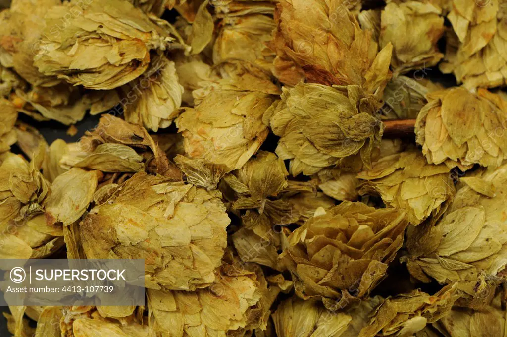 Dried hops in a brewery France