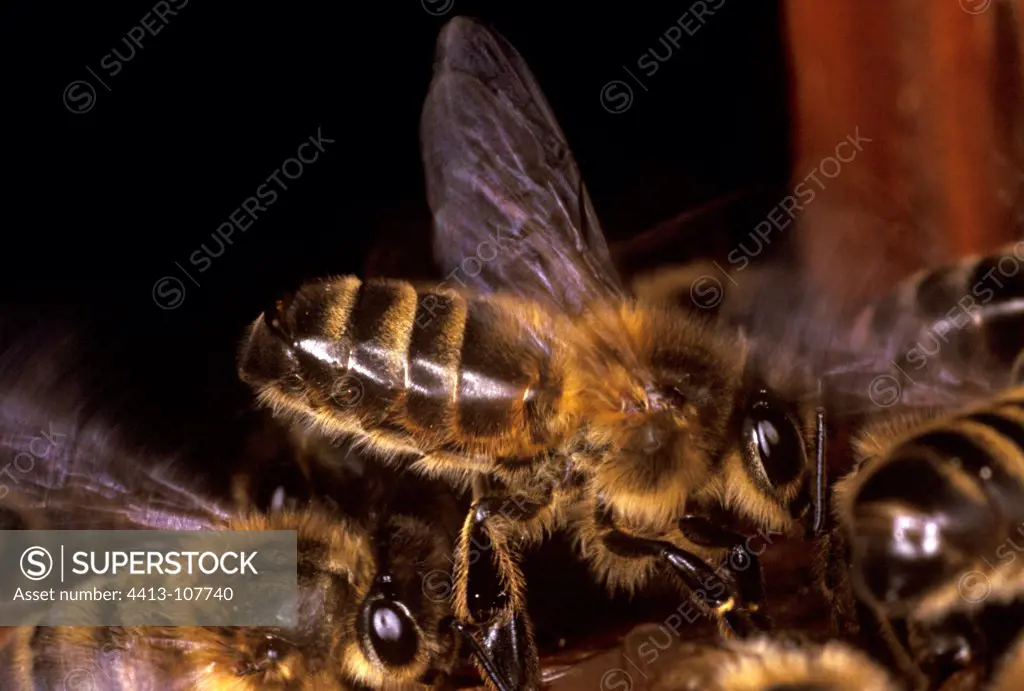 Bee ventilating the hive France