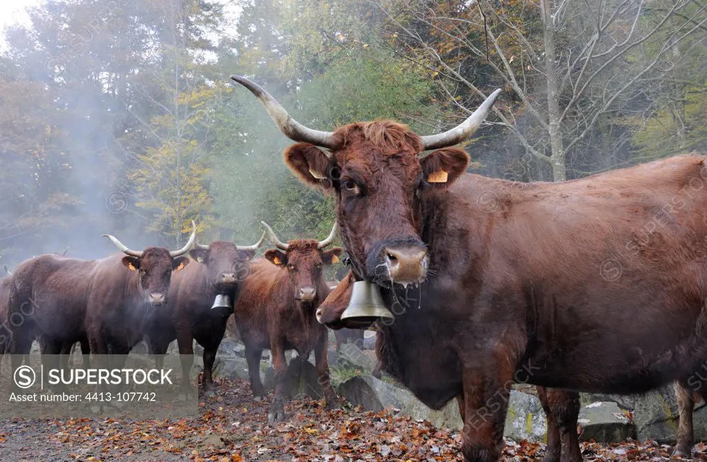 Transhumance of Salers cows in autumn Vosges France