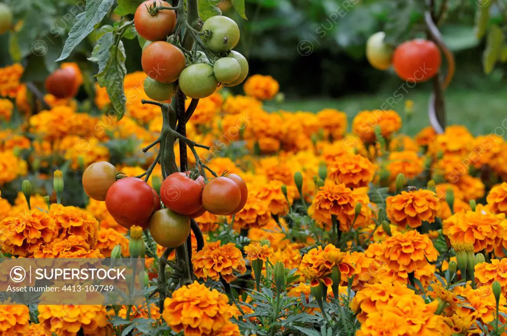 Foot Tomato and marigold Park Wesserling France