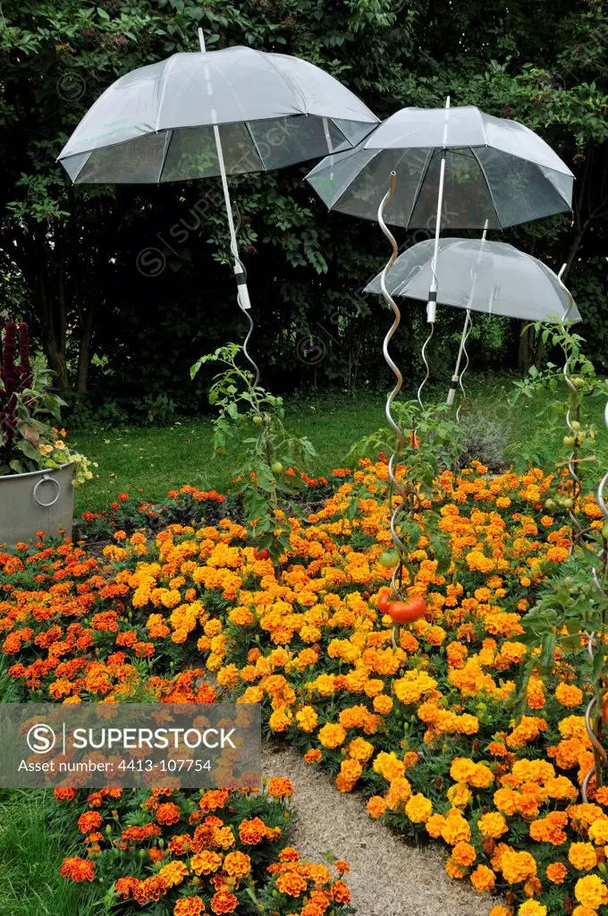 Cherry tomato with guardian umbrellas and marigold France