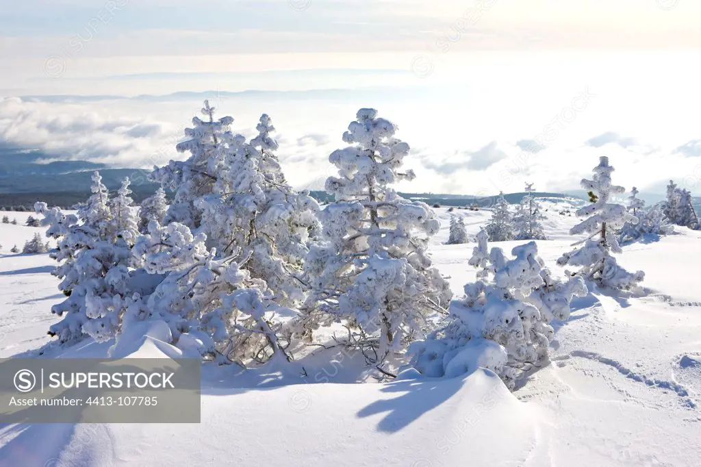 Trees snowy summit of Mont Ventoux Provence France