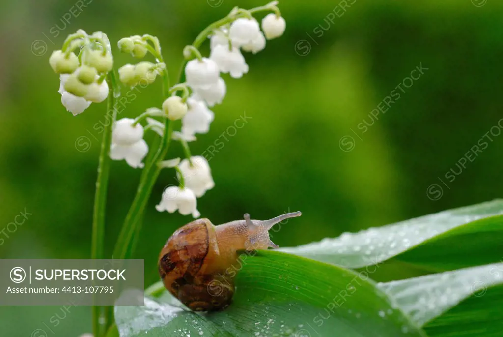 Snail on a blade of lily of the valley flowers in France