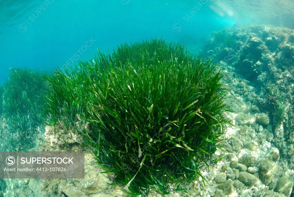 Sea grass Posidonia Calanque Mugel France
