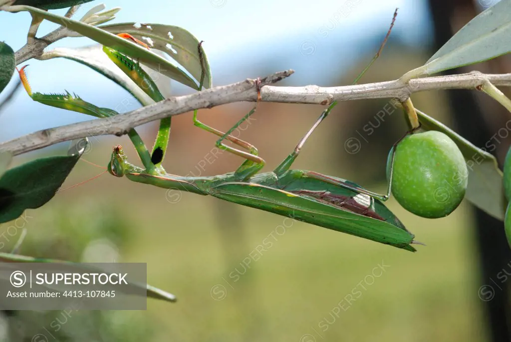 Praying Mantis on an olive branch France