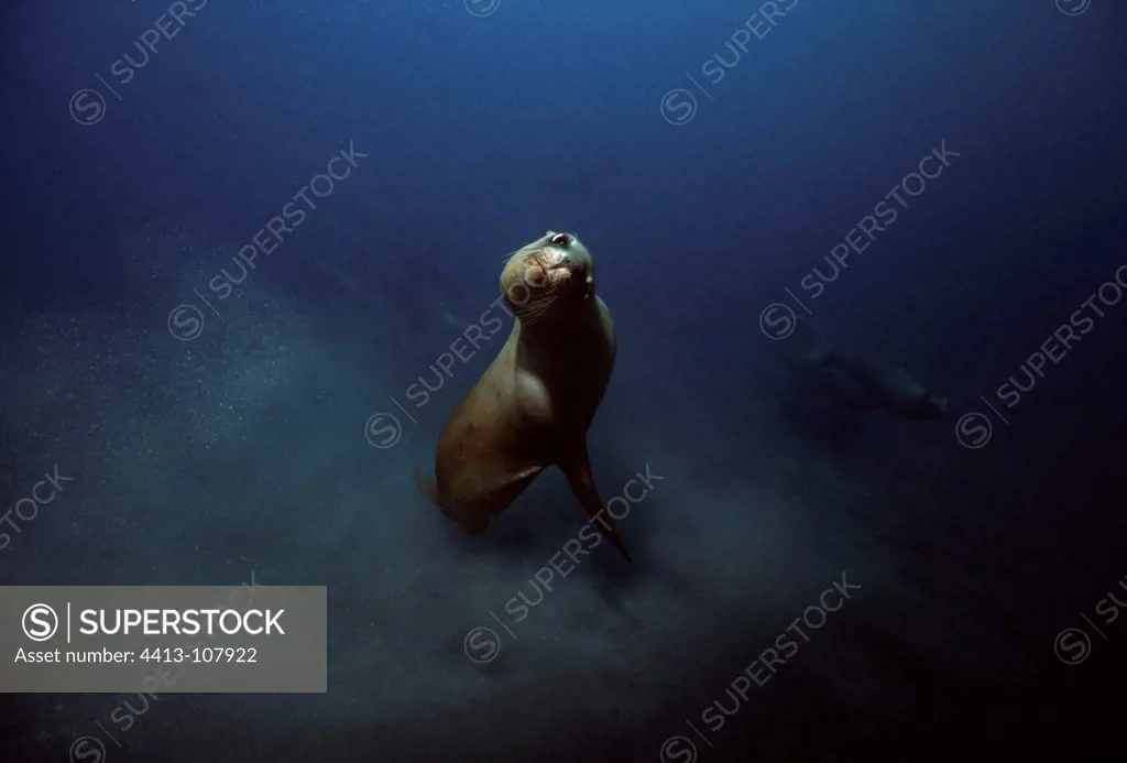 California Sea Lion Anacapa Island California Pacific Ocean