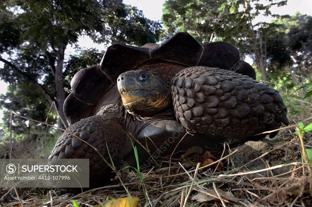 Turtle in the Galapagos island of Santa Cruz in the Galapagos