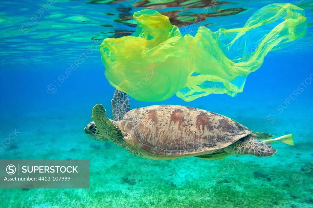 Female green turtle swimming above a herbarium Comoros