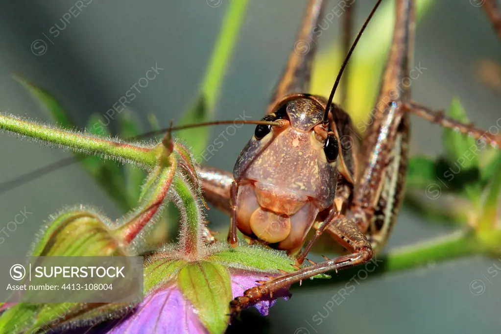 Grasshopper male feeding on a flower in summer France