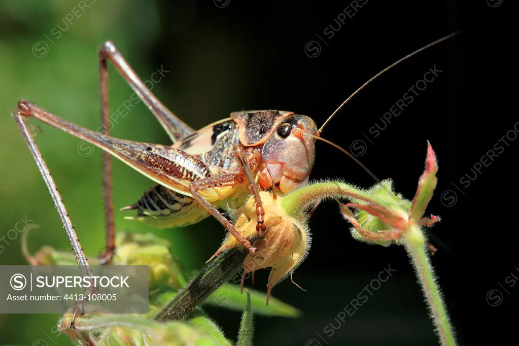Grasshopper male feeding on a flower in summer France
