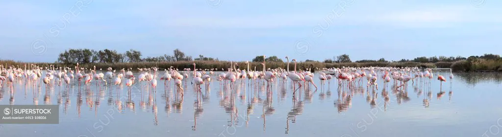 Flamingos in the Park Ornithological Pont de Gau France