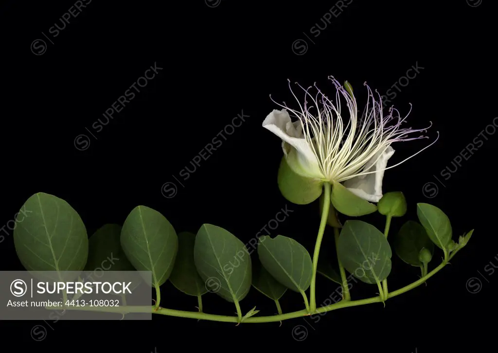 Caper tree with flower in summer