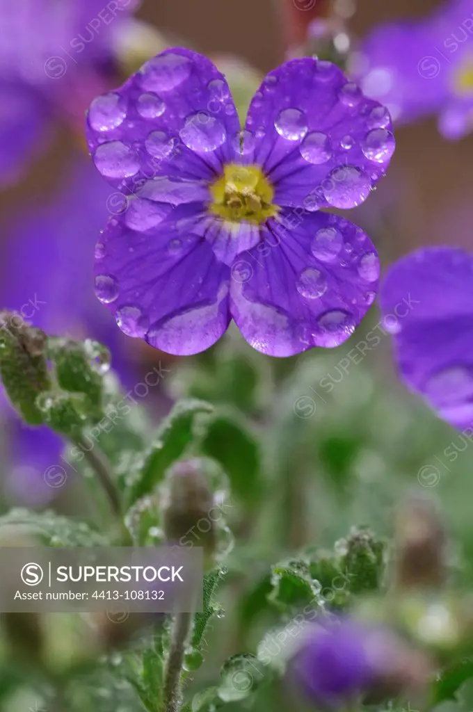 Violets in the spring dew Correze France