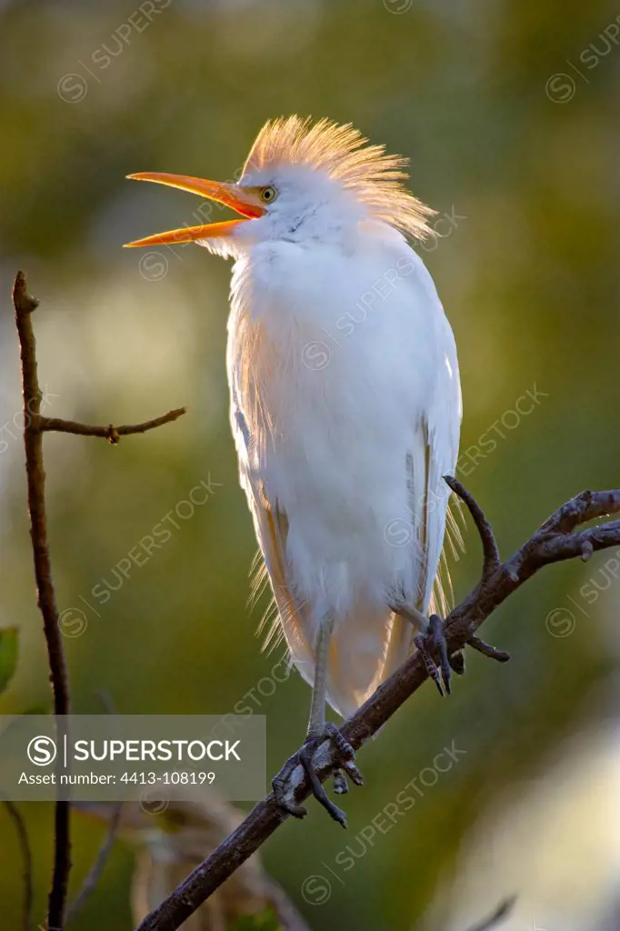Cattle egret shouting The Dombes France