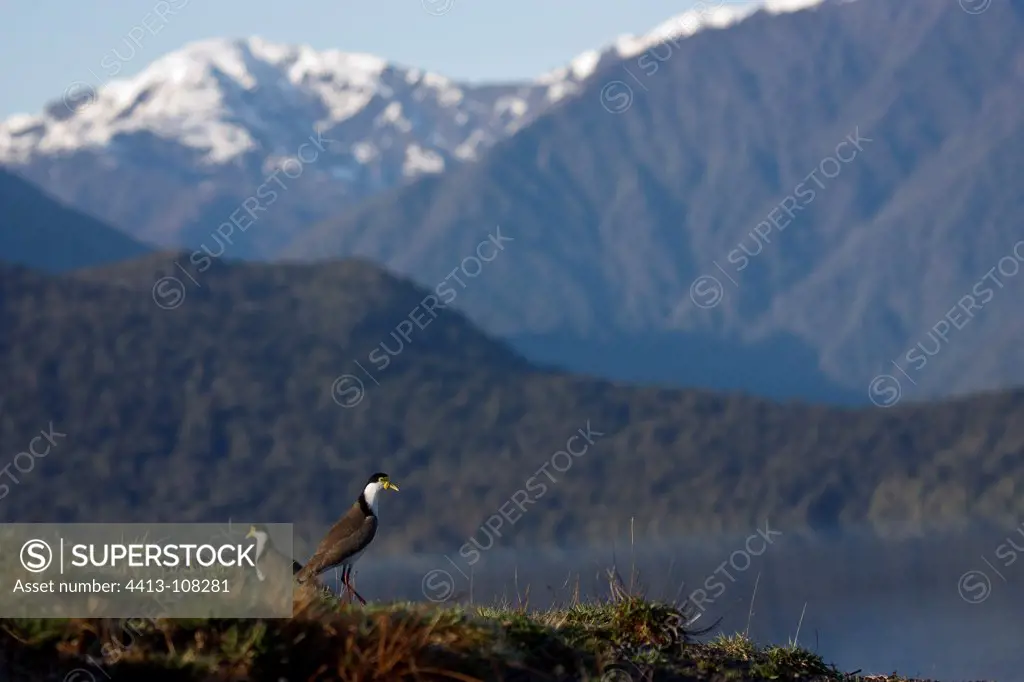 Masked Lapwing near water New-Zeland