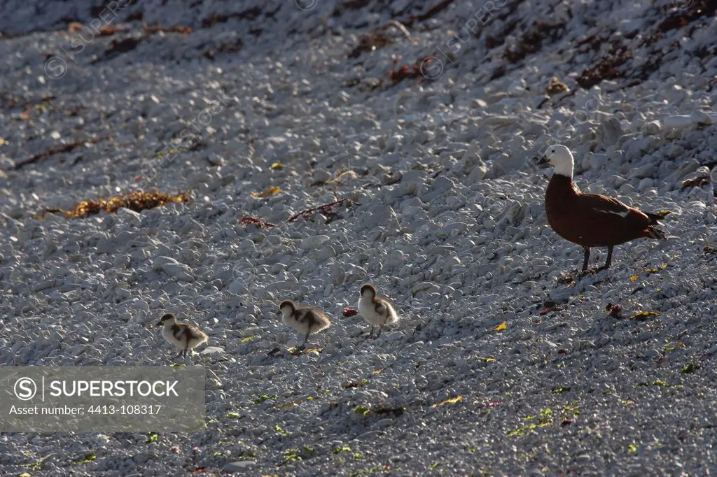 Familiy of Paradise Shelduck New Zealand