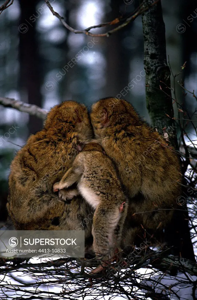 Family of Barbary Macaque in winterAtlas Morocco