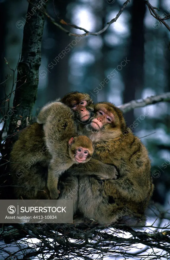 Family of Barbary Macaque in winterAtlas Morocco