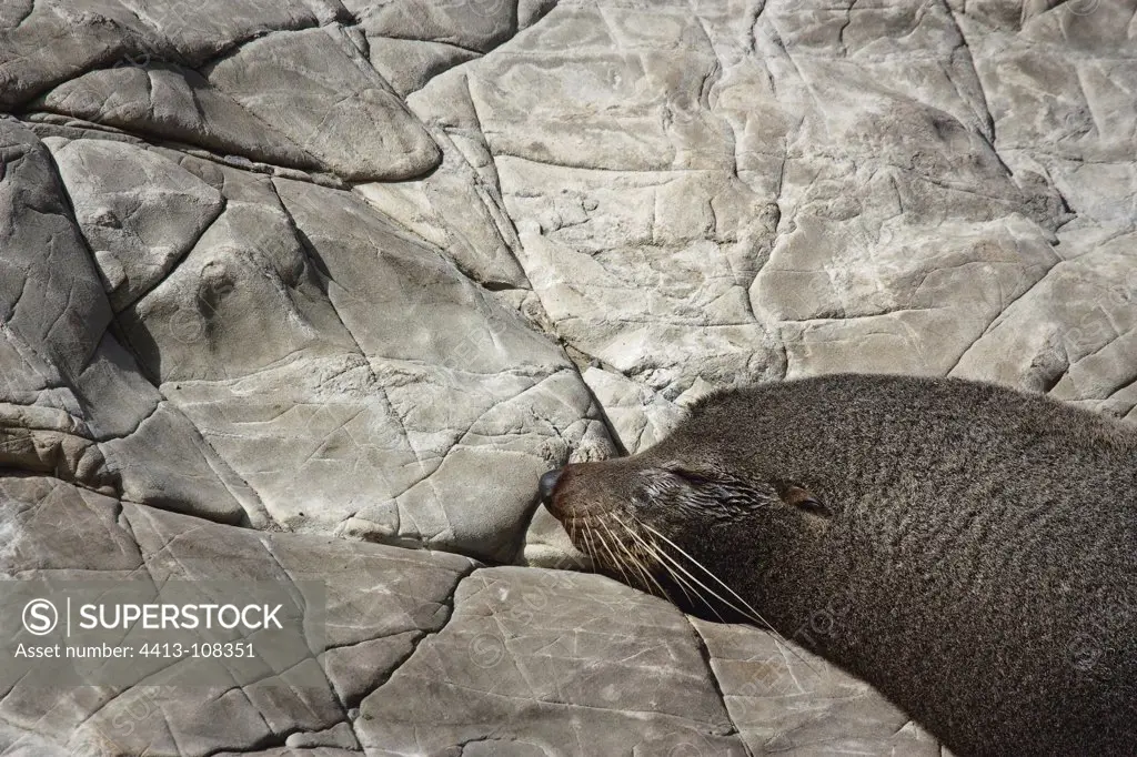 New Zealand Fur Seal resting on the beach New Zealand