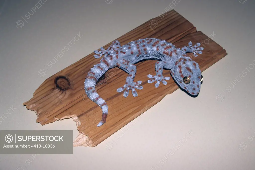 Raw epoxy resin cast of a gecko