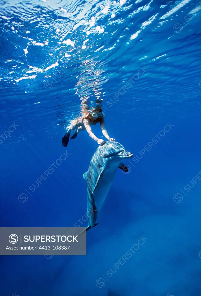Dolphin trainer interacting with Bottlenose Dolphin
