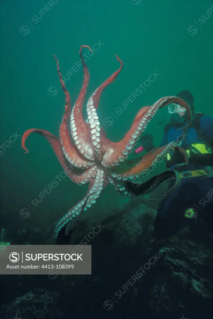 North Pacific Giant Octopus parachutes down on prey