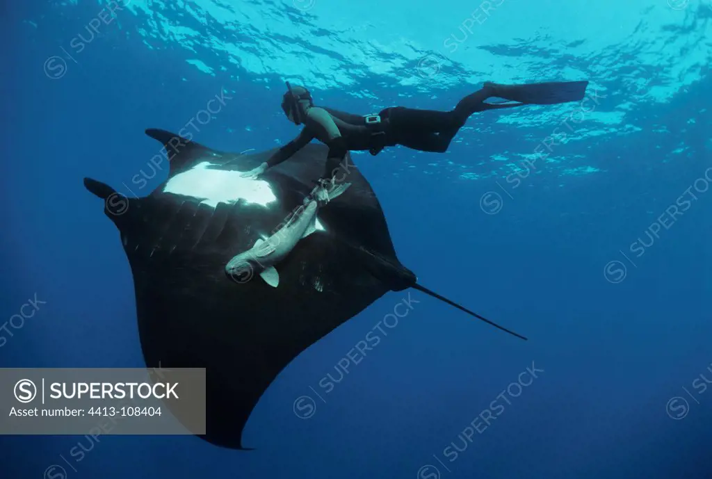 Giant Manta Ray and free diver Soccoro Island Mexico