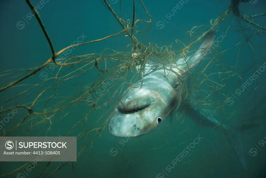Tiger Shark caught in anti-shark net of Durban Beach RSA