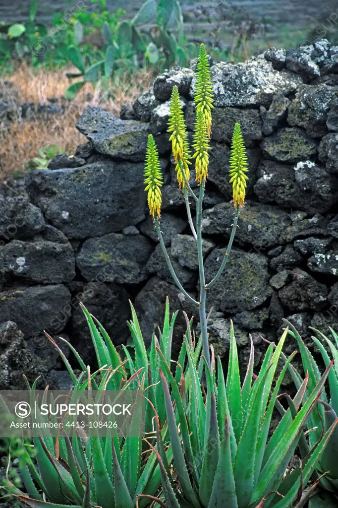 Aloe vera in bloom in Guinea Isla del Meridia Canary Islands