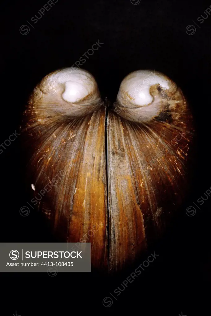 Clam shell Mediterranean