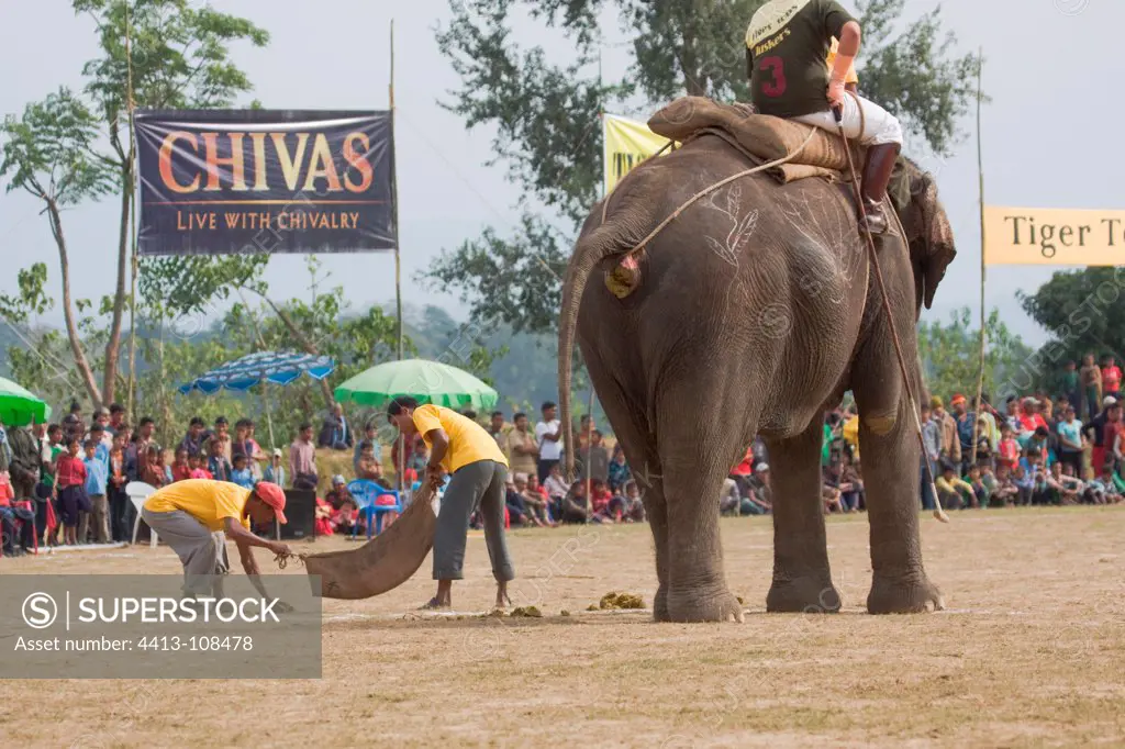 Elephants defecating at the World Elephant Polo Terai Nepal
