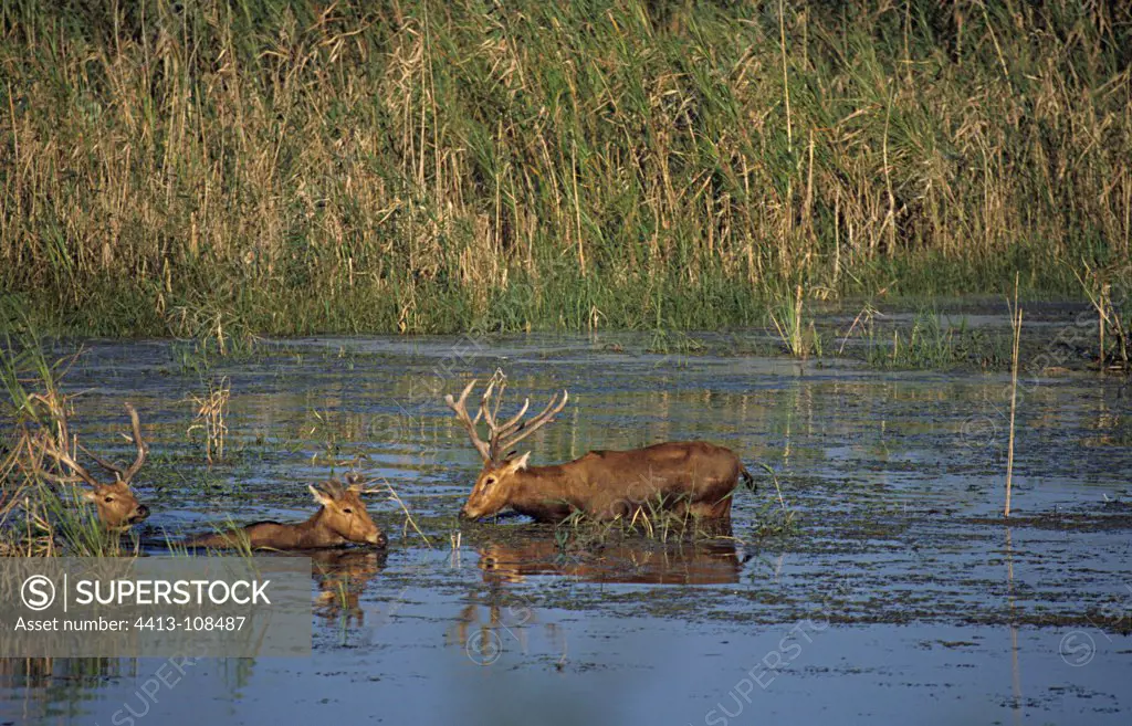 Père David's Deer male and females in water China