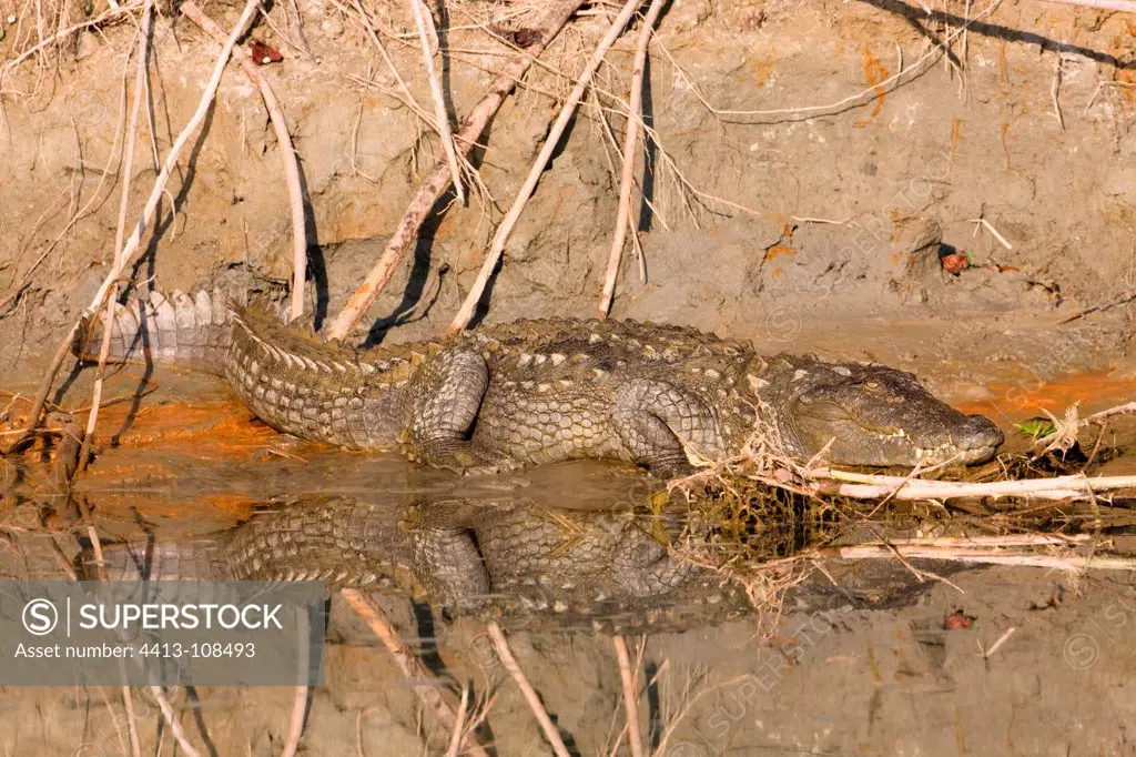 Mugger crocodile on a bank Bardia Nepal