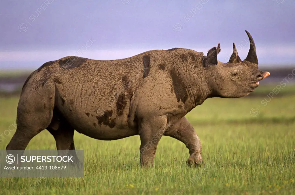 Male Black rhino in heat Lake Nakuru Kenya
