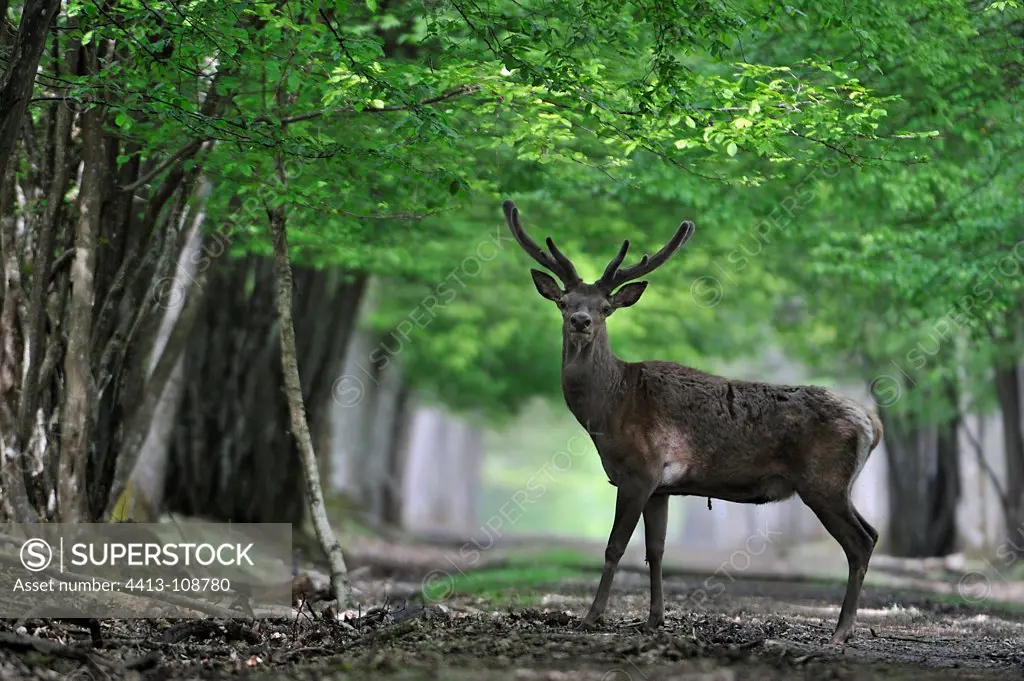 Male deer velvet on a forest road France